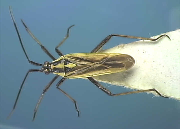 Leptopterna dolabrata